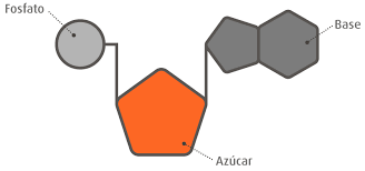 Estructura de un nucleótido (Grupo fosfato + Azúcar + Base nitrogenada)