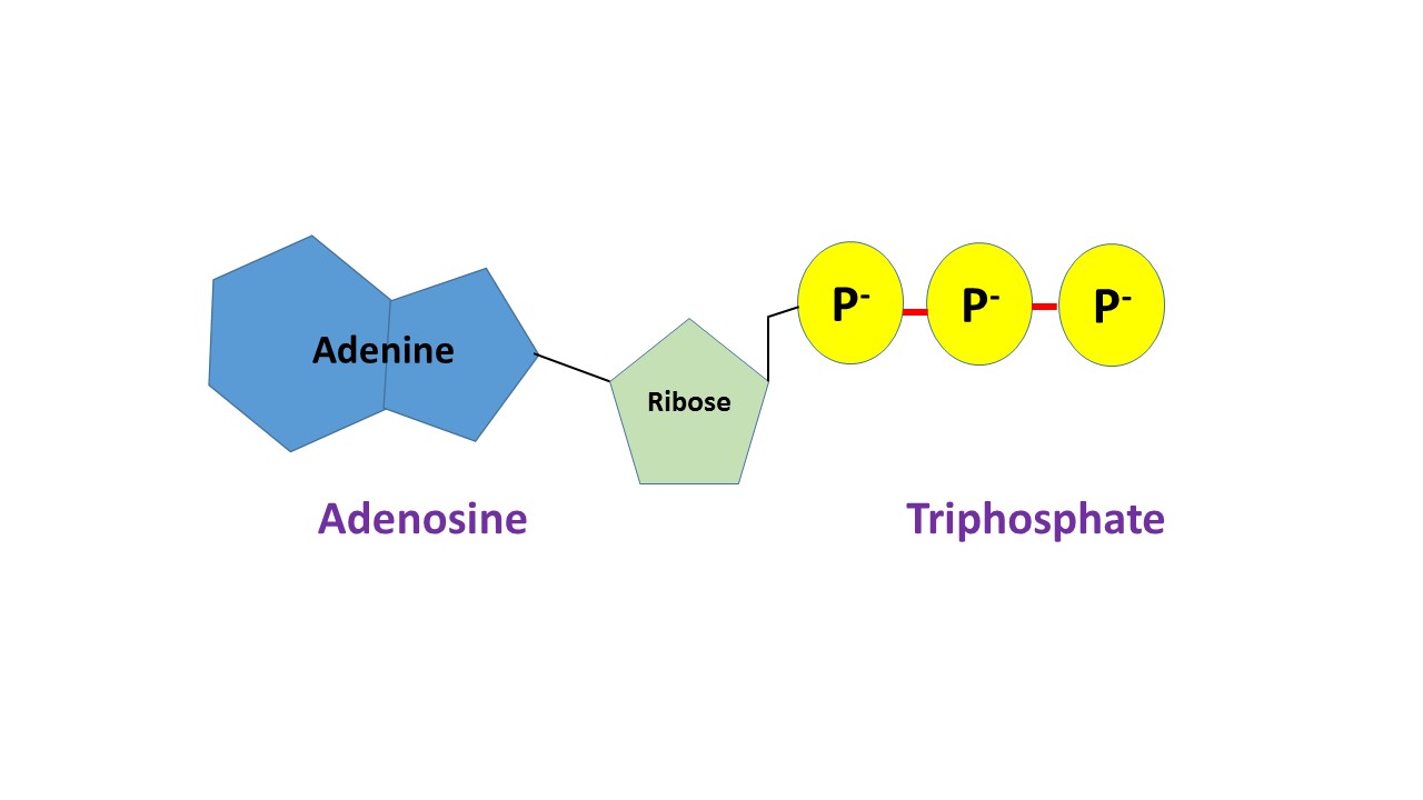 Estructura del ATP (Nucleótido modificado)