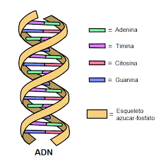 (Estructura helicoidal del ADN)